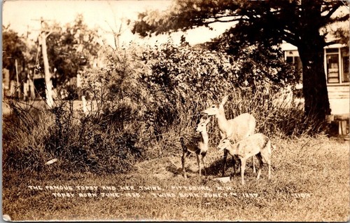 Rppc trained deer topsy - trained,